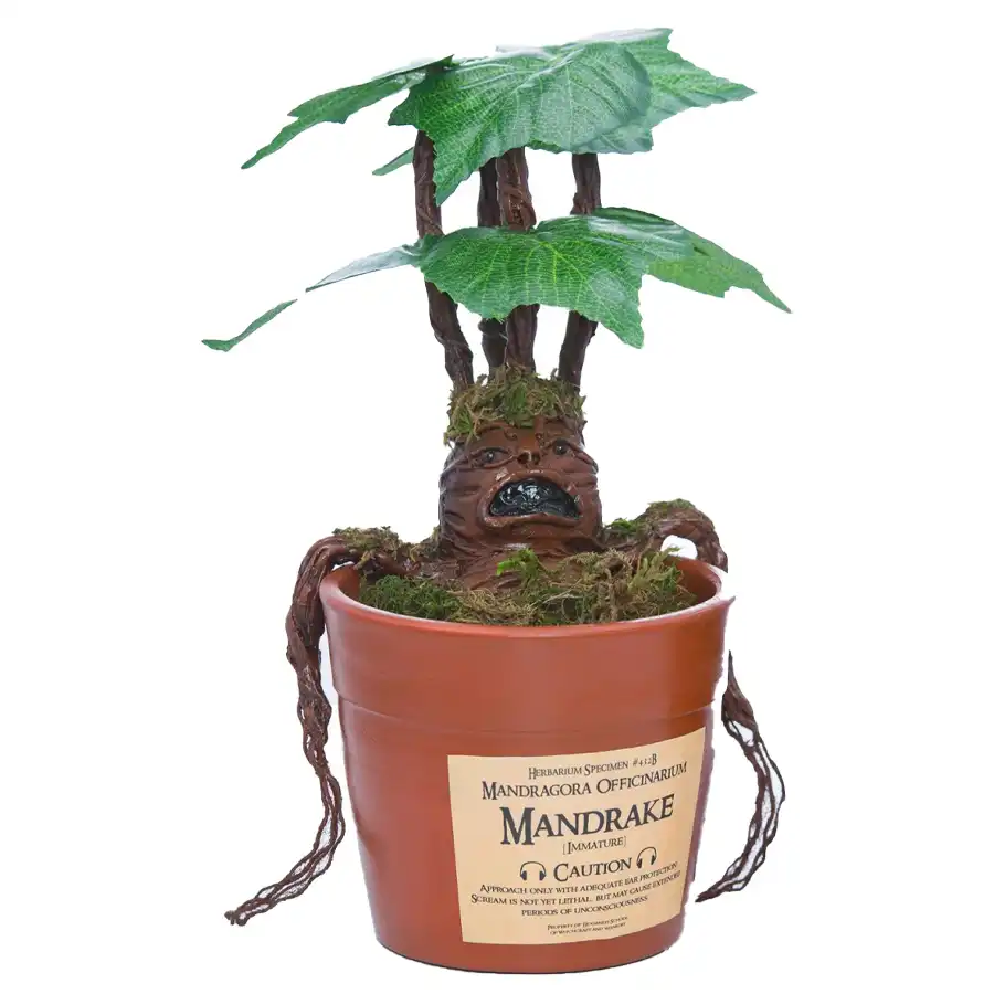 Harry Potter plant